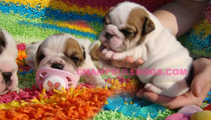 English bulldog puppies